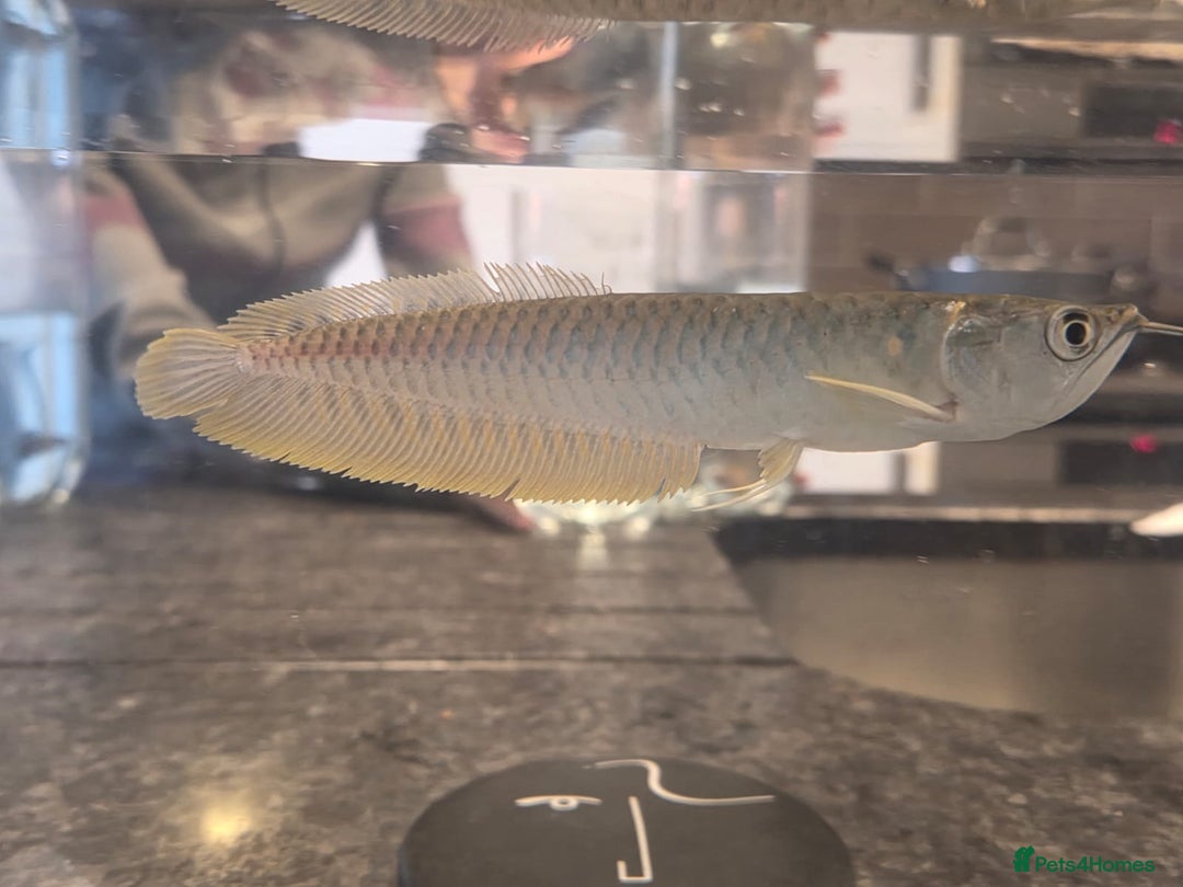 Other/Mixed Breed fish for sale: SLIVER AROWANA - Advert 2
