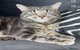 Domestic Shorthair cats for sale: Blue tabby  - Image 3
