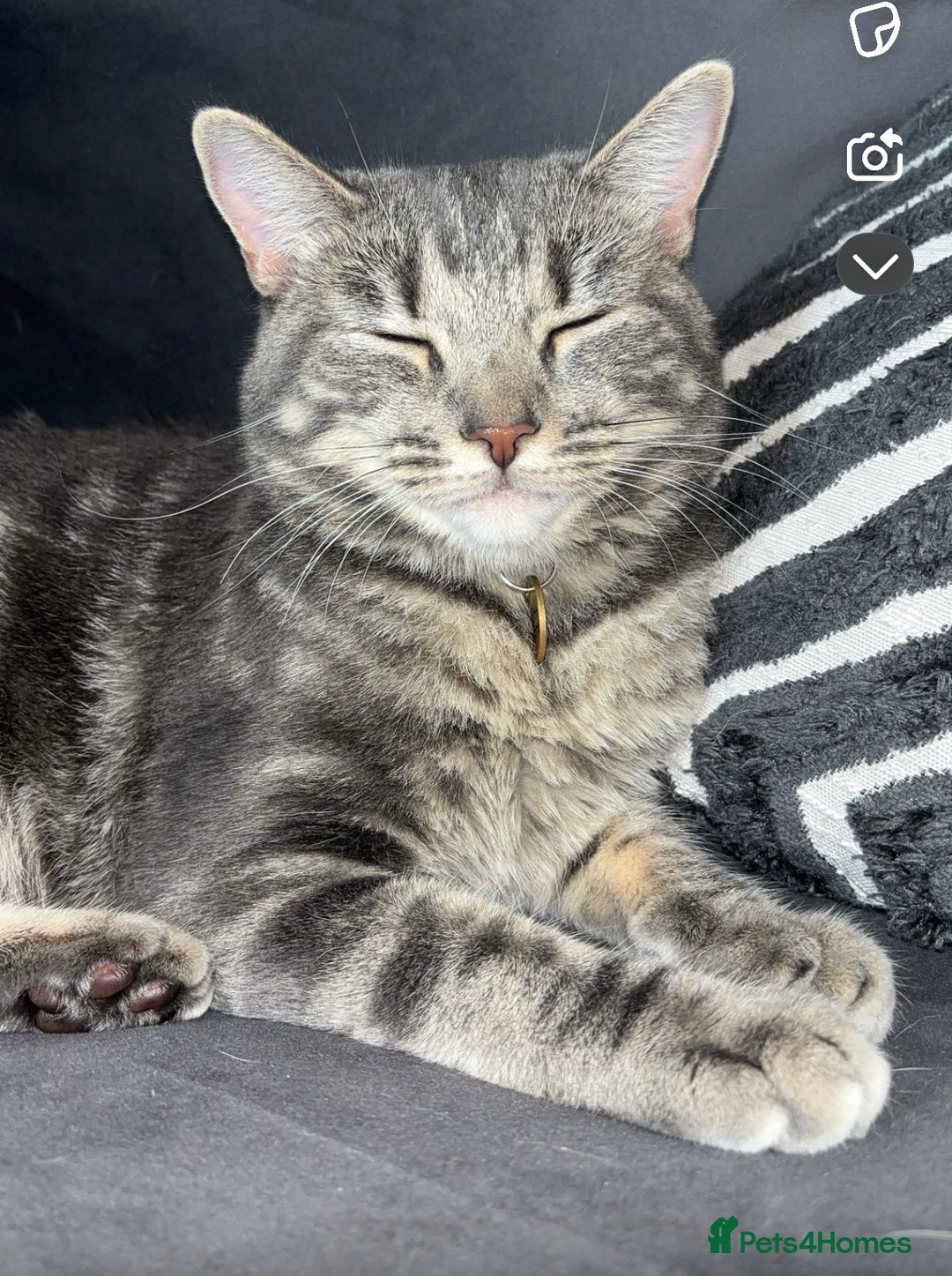 Domestic Shorthair cats for sale: Blue tabby  - Image 3