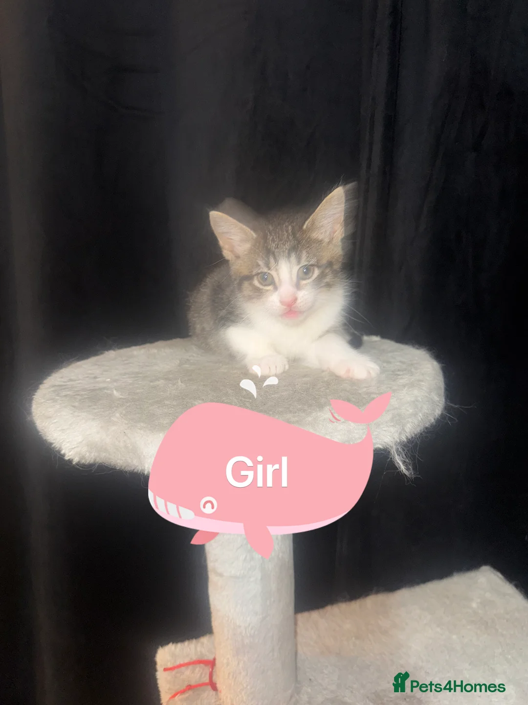 Mixed Breed cats for sale: Beautiful Chucky kittens for sale  - Advert 14