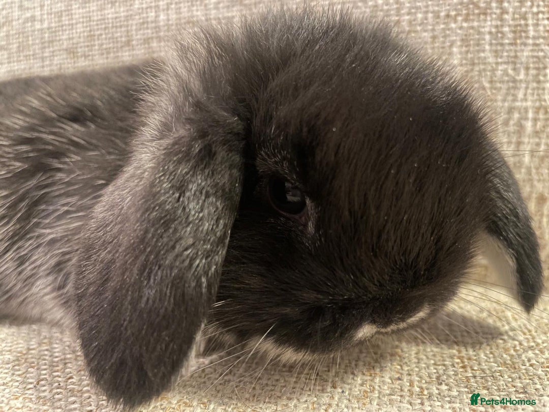 Mini Lop rabbits for sale: Healthy lovely bunny  - Advert 8
