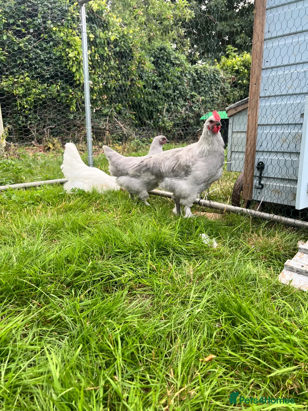 Chickens poultry for sale: French silver lavender marans - Advert 2