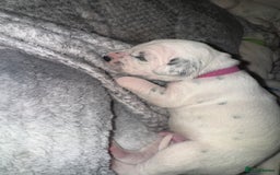Dalmatian dogs for sale: PEDIGREE Dalmatian Puppies ready by 19th December  - Image 12