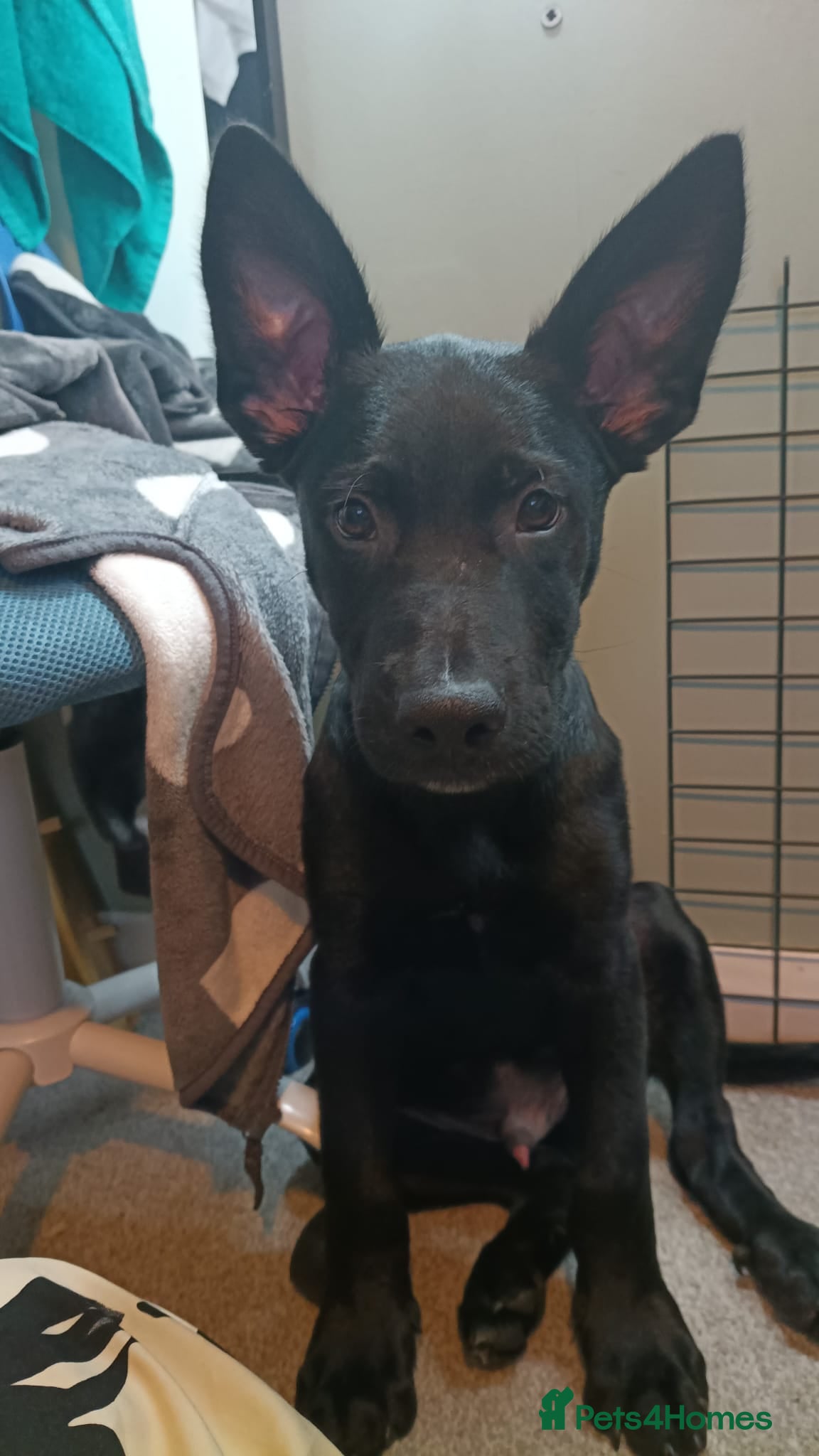 Mixed Breed dogs for sale: Storm - German Shepherd x Belgian Shepherd  - Advert 1