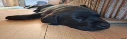 Labrador Retriever dogs for sale: Beautiful Black Labrador Pups - Advert 21