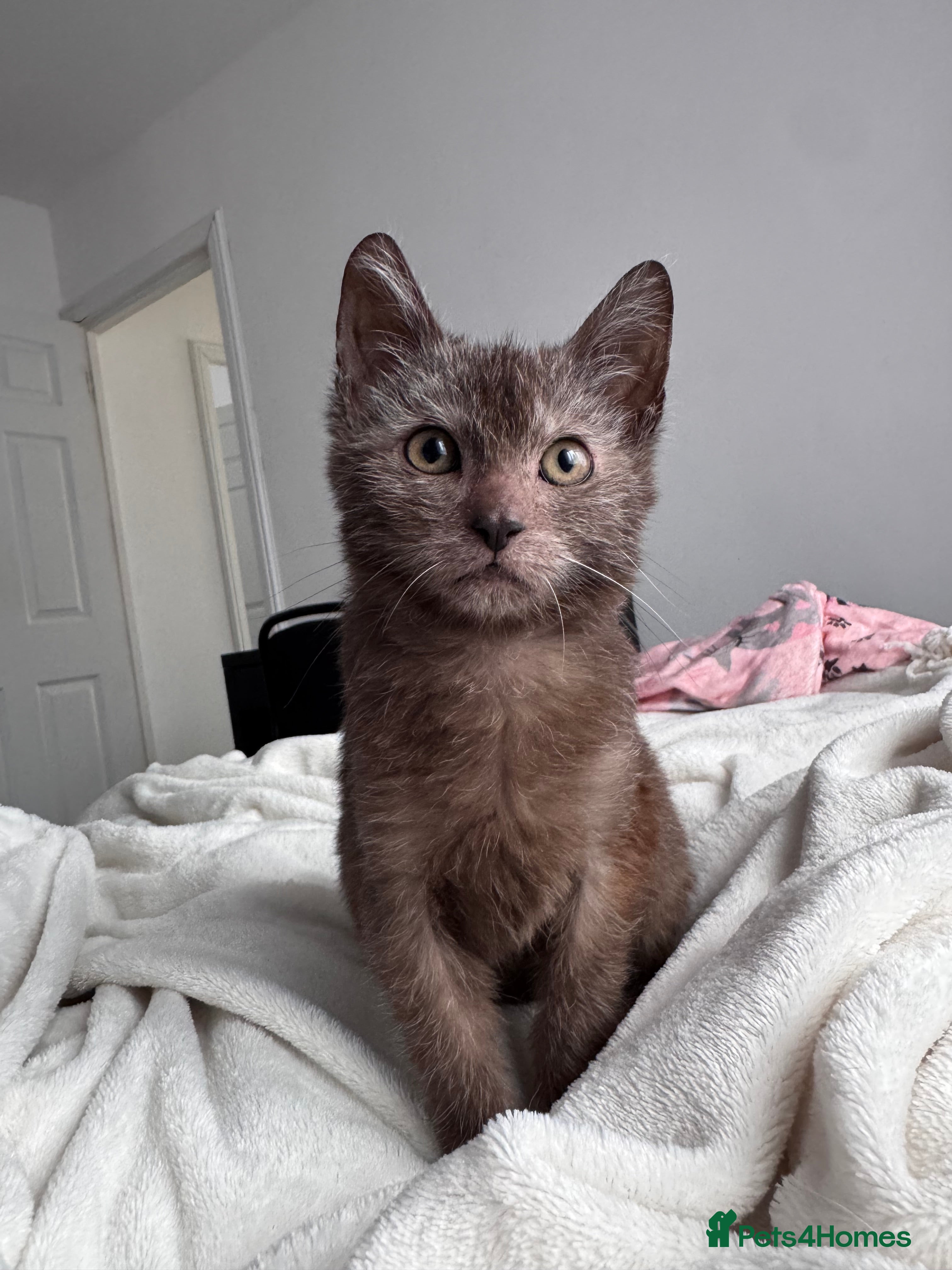 Lykoi cats Lykoi - Advert 1