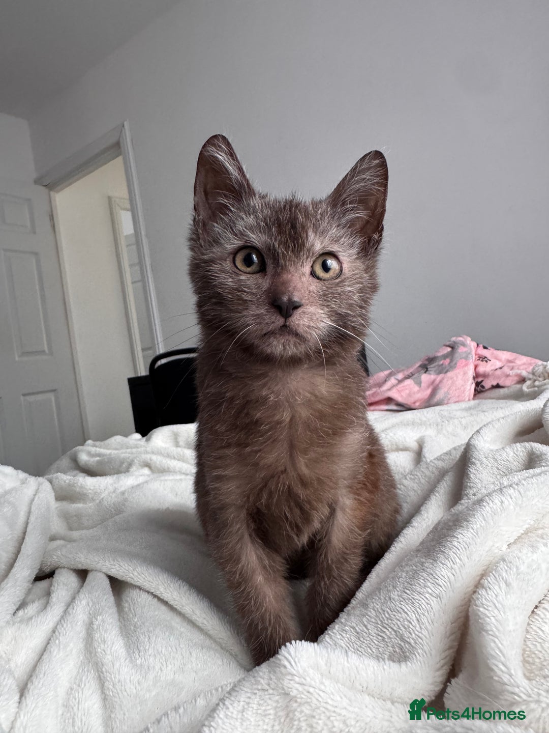 Lykoi cats for sale: Lykoi - Advert 1