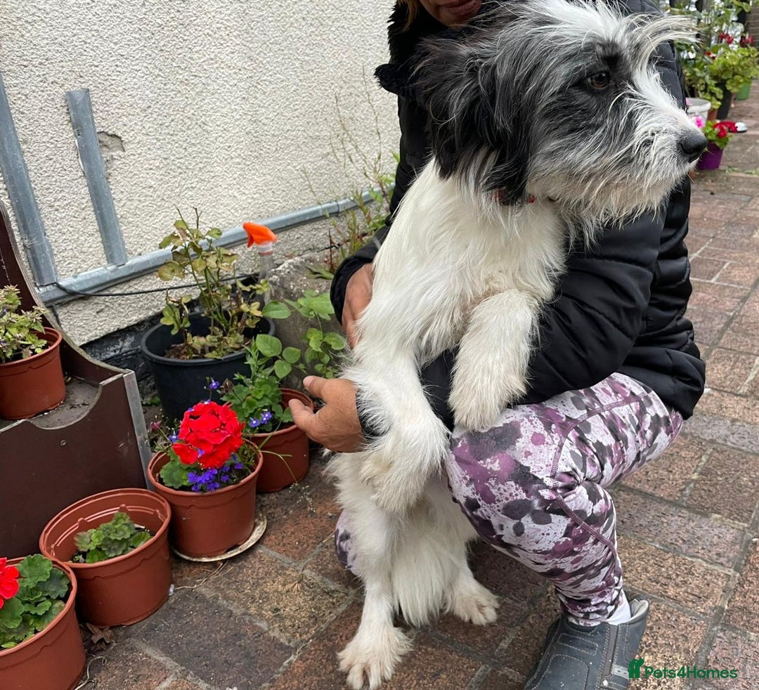 Mixed Breed dogs for adoption: Beautiful & Gentle KATALYA - for a Loving Home - Image 16