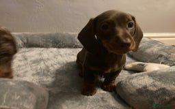 Dachshund dogs for sale: Girl dachshund puppy last pup - Image 1