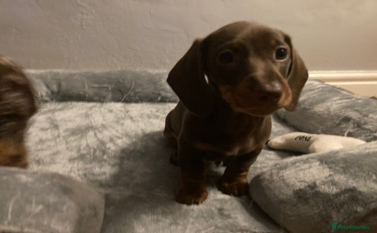 Dachshund dogs - Advert 4