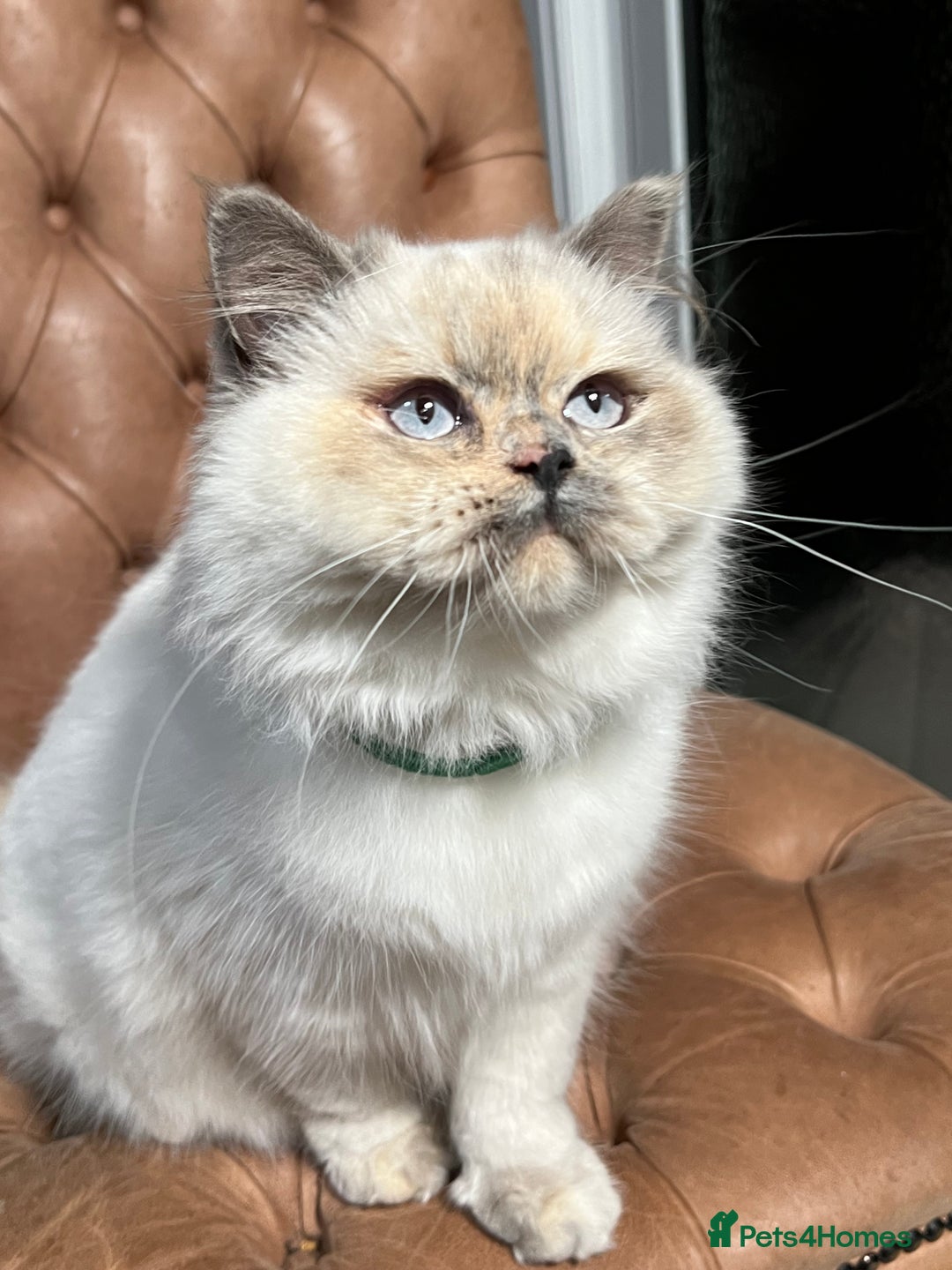 British Shorthair cats for sale: British Shorthair & British Longhair Kittens  - Image 6