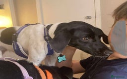 Mixed Breed dogs for adoption: STELLA - Small 10 mth old Pocket Pointer type girl - Image 12