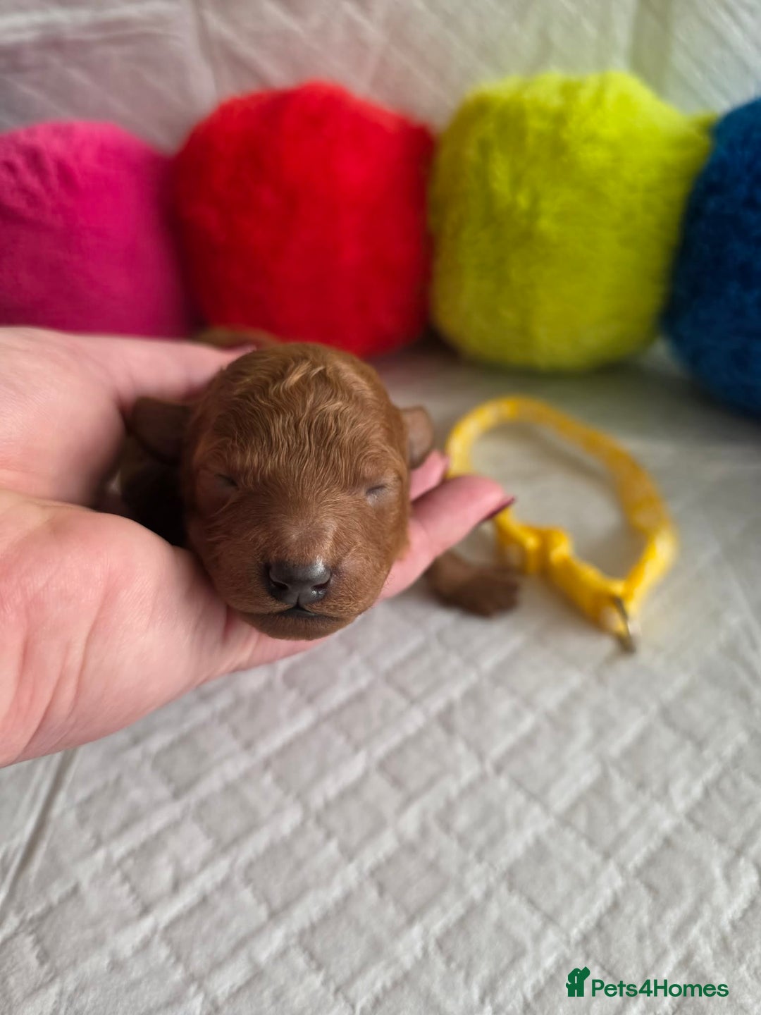 Cavapoo dogs for sale: 🥇 Finest Quality Beautiful F1b Cavapoos 🥇 - Advert 12