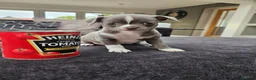 Chihuahua dogs for sale: Only 1 left ## Smoothcoat Chihuahua puppy for sale - Advert 3