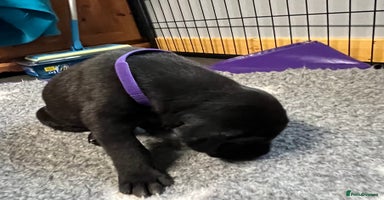 Great Dane dogs - Advert 12