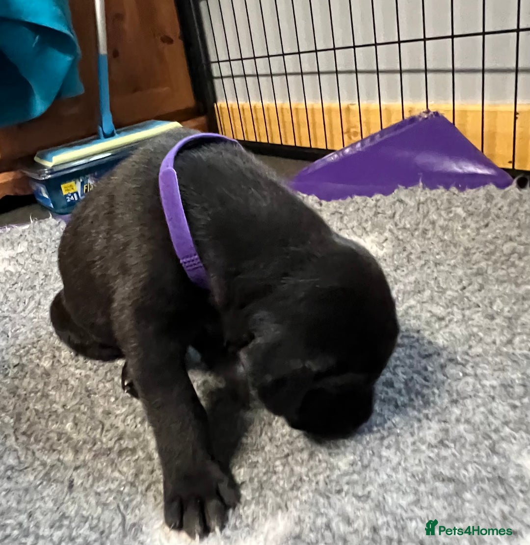 Great Dane dogs for sale: Great Dane pups our own 4th Generation  - Image 3