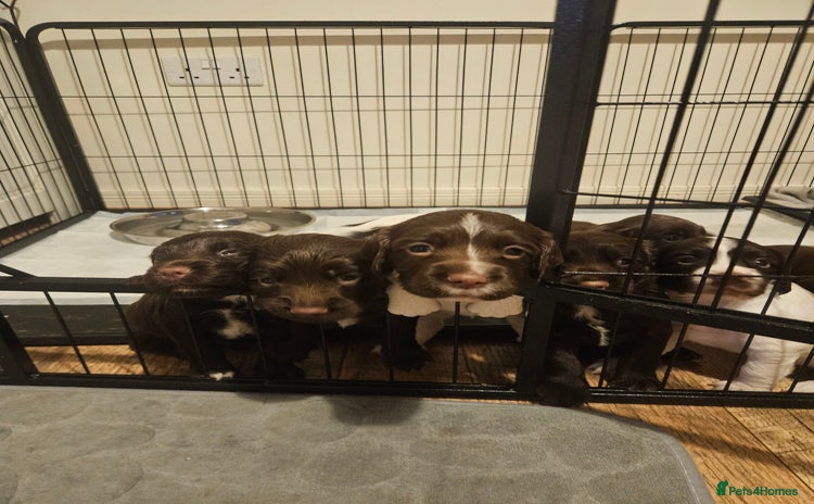 Sprocker dogs - Advert 2