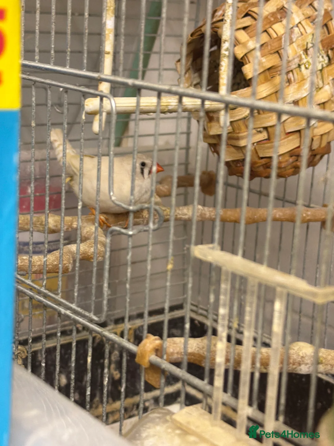 Finches birds for sale: Finches female  in Tilbury - Advert 2