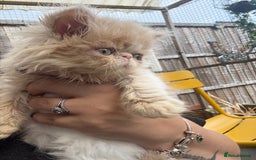 Persian cats for sale: GCCF registered Persian boy! (Colourpoint carrier) - Image 13
