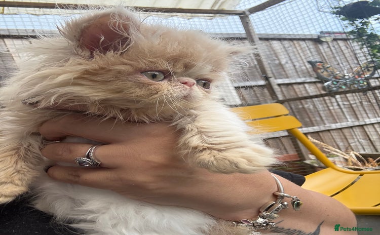 Persian cats - Advert 3