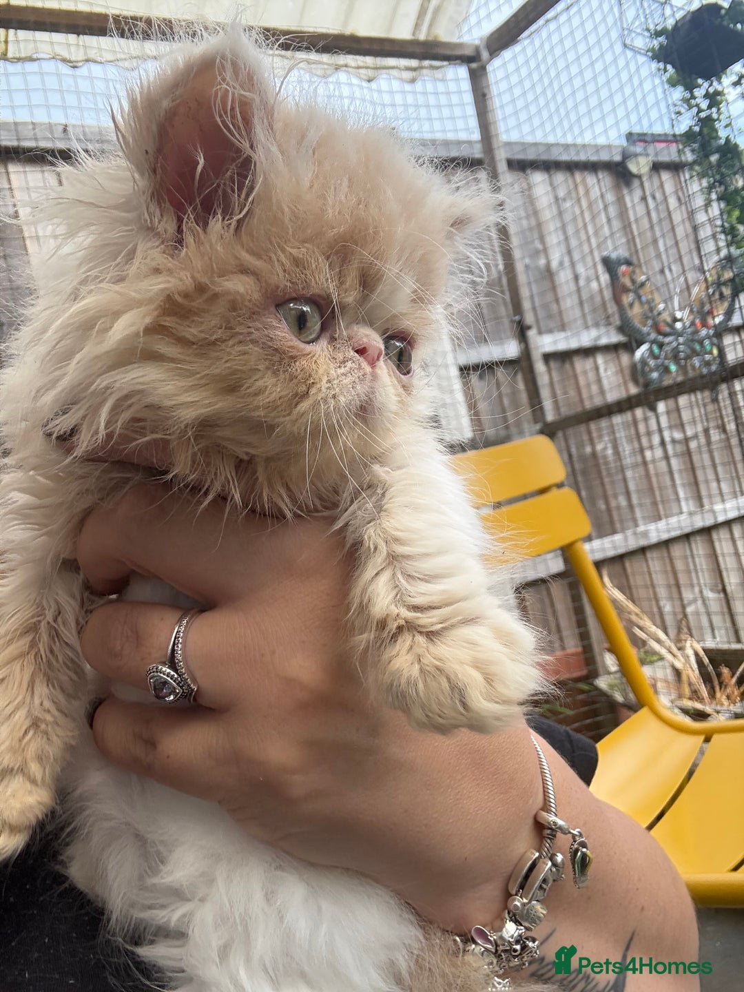 Persian cats for sale: GCCF registered Persian boy! (Colourpoint carrier) - Image 13