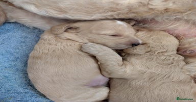 Cockapoo dogs - Advert 3