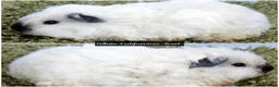 Guinea Pig rodents for sale: Long Haired Baby Guinea Pigs in Roche Cornwall - Advert 13