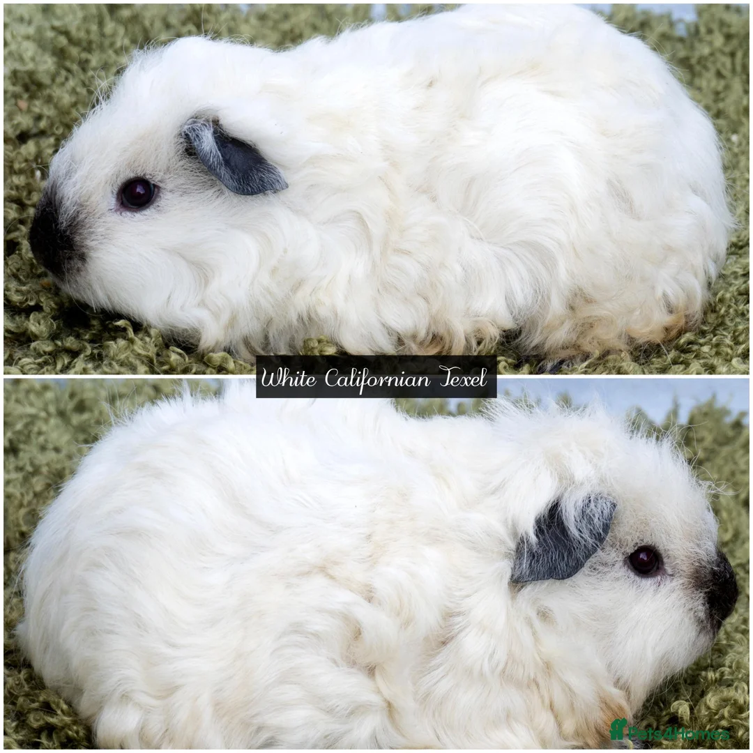 Guinea Pig rodents for sale: Long Haired Baby Guinea Pigs in Roche Cornwall - Advert 13