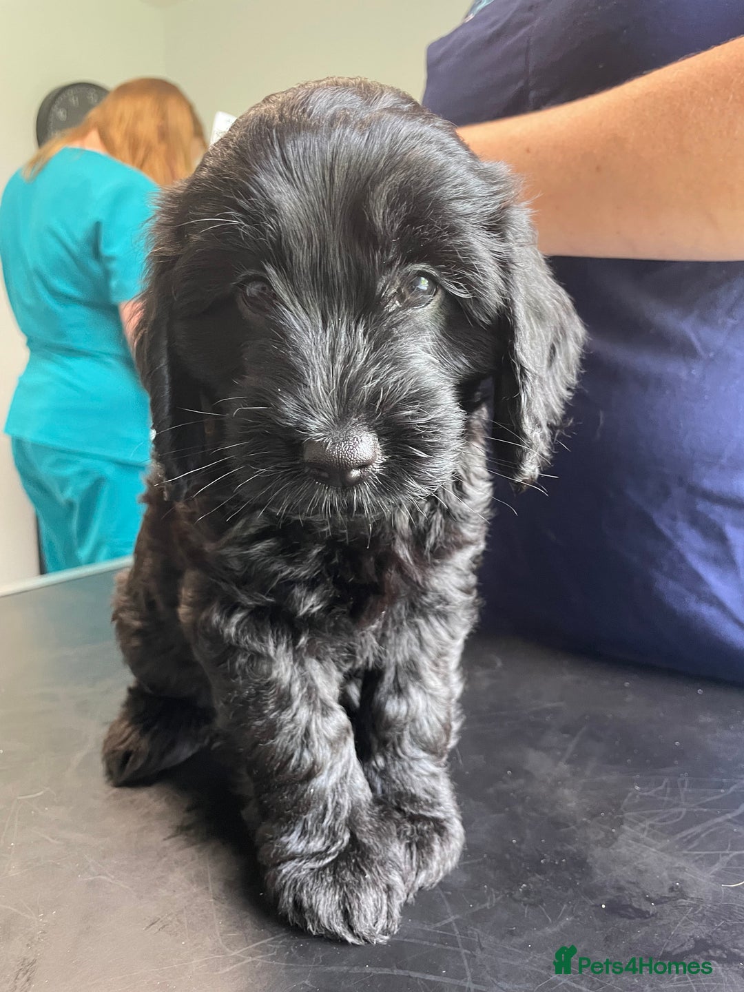 Sproodle dogs for sale: 1 Gorgeous F2 Sproodle Girl FULLY Vaccinated - Image 24