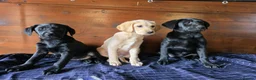 Labrador Retriever dogs for sale: Gorgeous litter of labrador puppies  - Advert 7