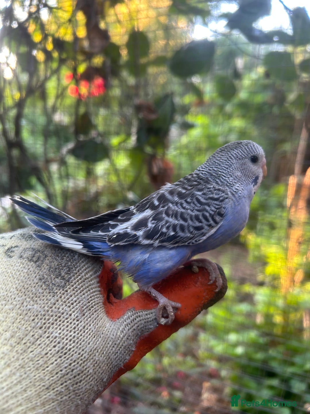Budgerigars birds for sale: BUDGIES FOR SALE, all in good health - Image 1