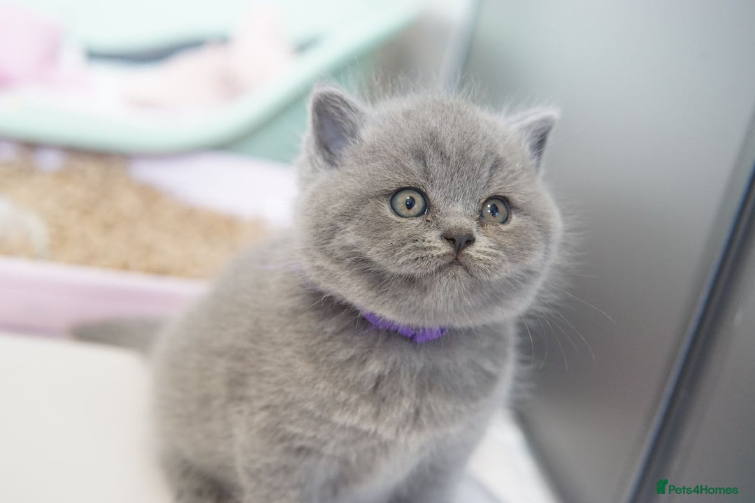 British Shorthair cats for sale: British Shorthair Kittens – GCCF Registered - Image 6
