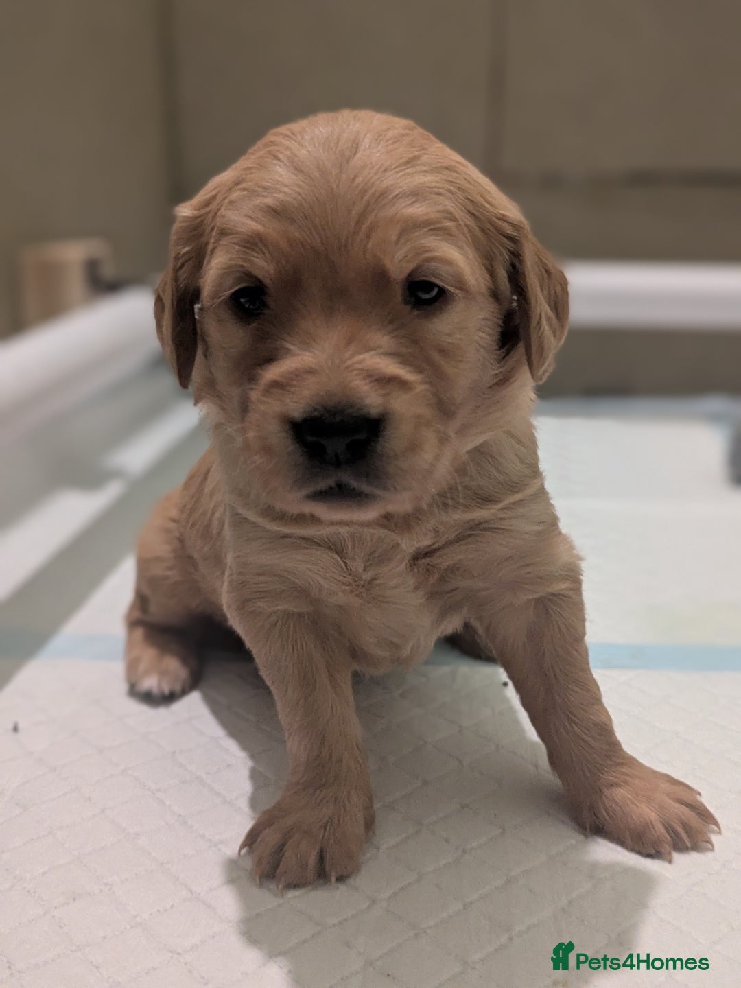 Golden Retriever dogs for sale: KC Registered Golden Retriever Puppies  - Advert 27