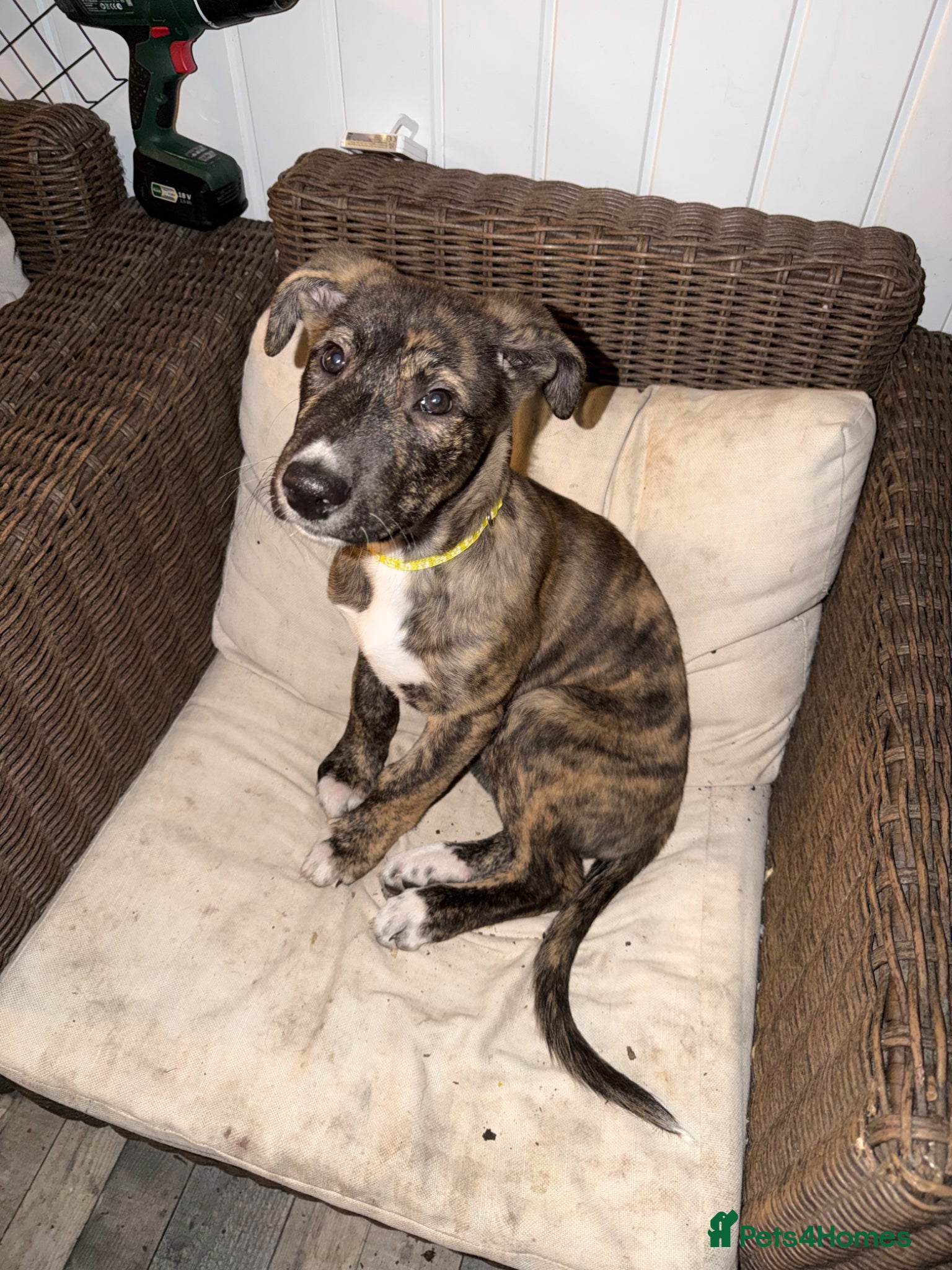 Mixed Breed dogs Nova  - Advert 2