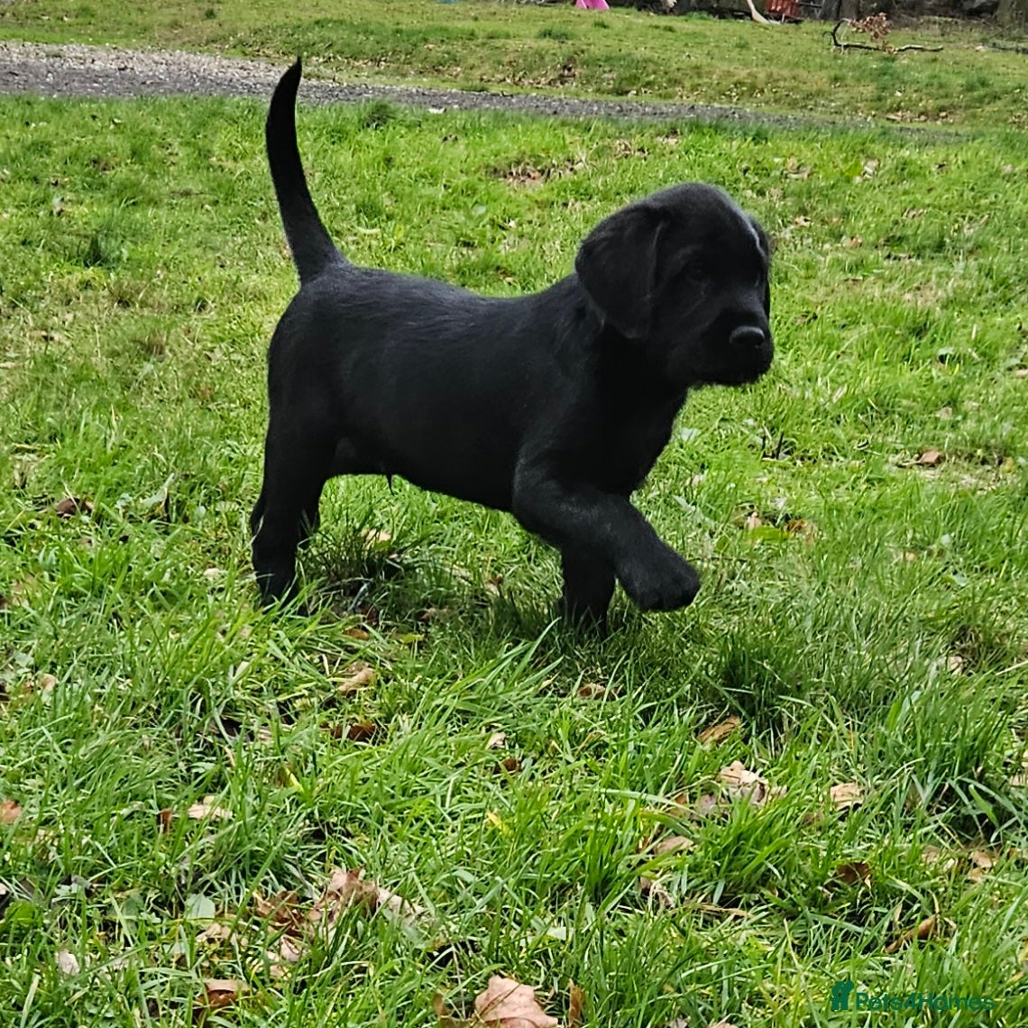 Labrador Retriever dogs READY NOW labrador x gwp puppy - Advert 16