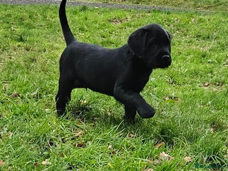 Labrador Retriever dogs READY NOW labrador x gwp puppy - Advert 9