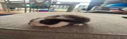 Mixed Breed rabbits for sale: Baby bunnies - Advert 3