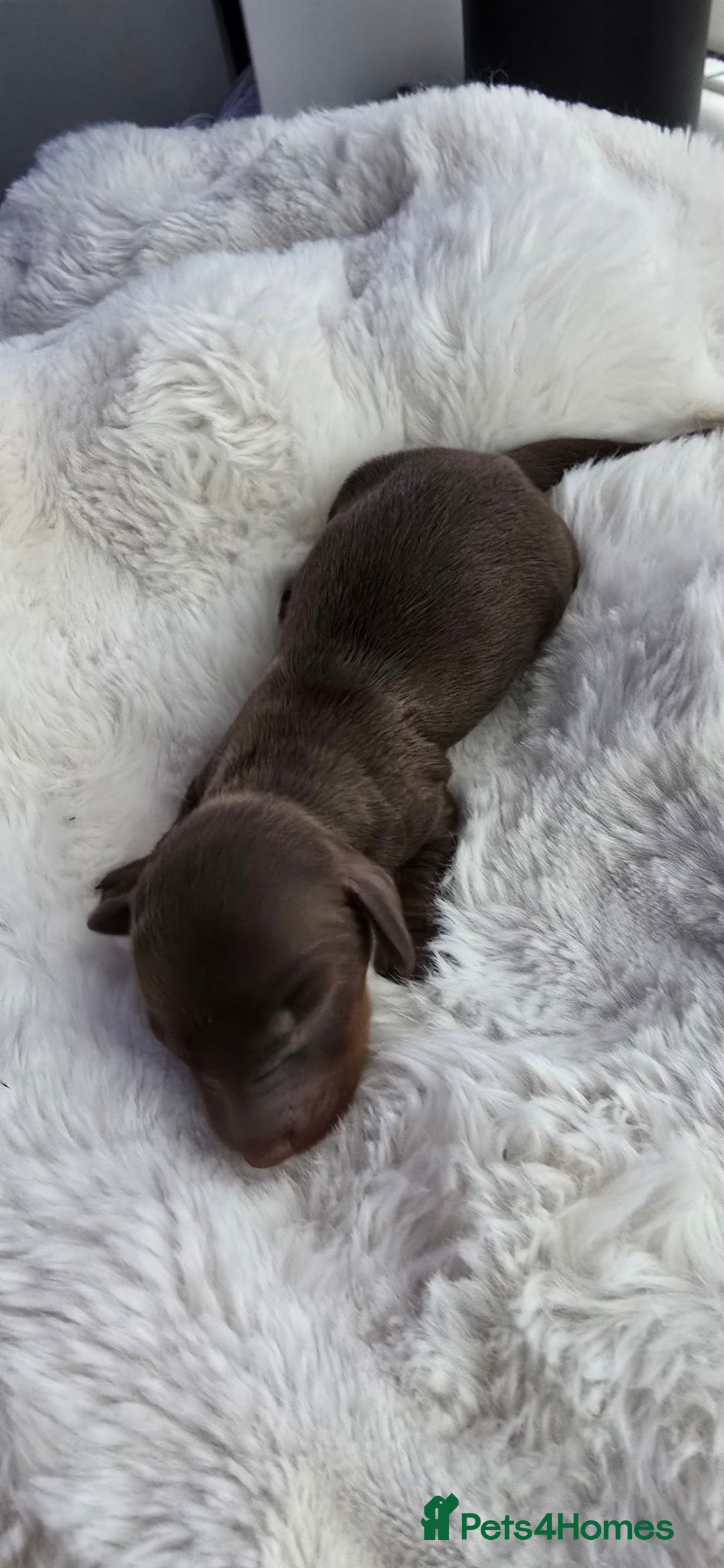 Miniature Dachshund dogs for sale: KC registered miniature Dachshund 🐶  - Advert 19