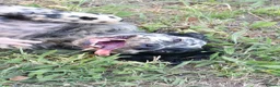 English Setter dogs for adoption: Bomer in Worthing - Advert 4