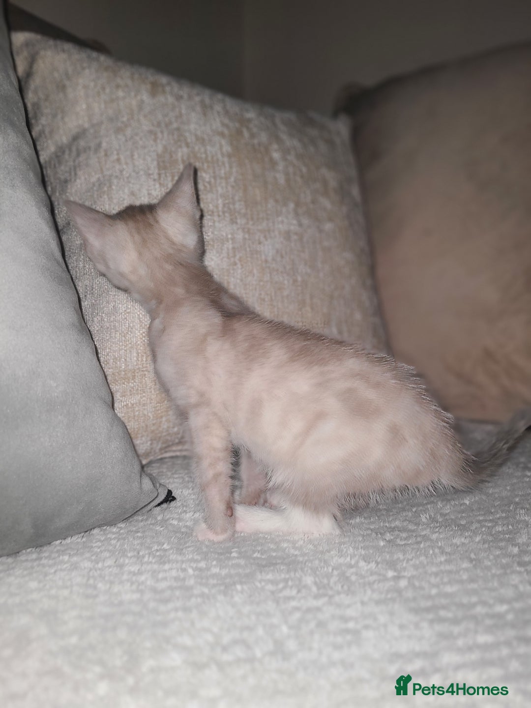 Mixed Breed cats for sale: Beautiful boy kitten available  - Advert 10