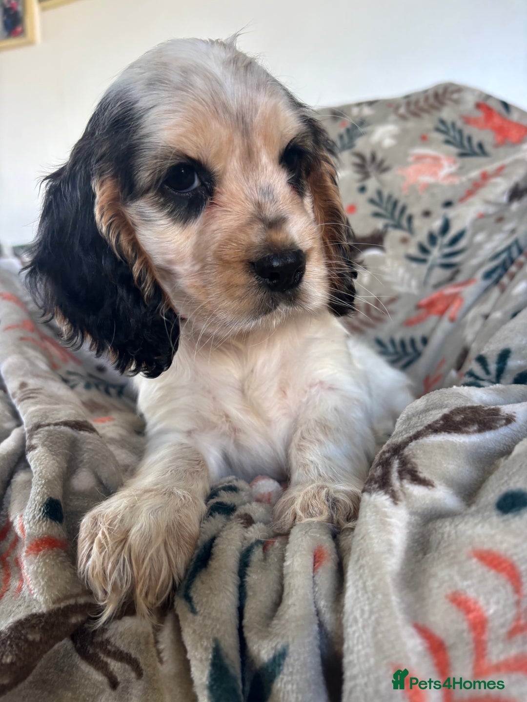 Cocker Spaniel dogs for sale: Show Cocker Spaniel Puppies  - Image 16
