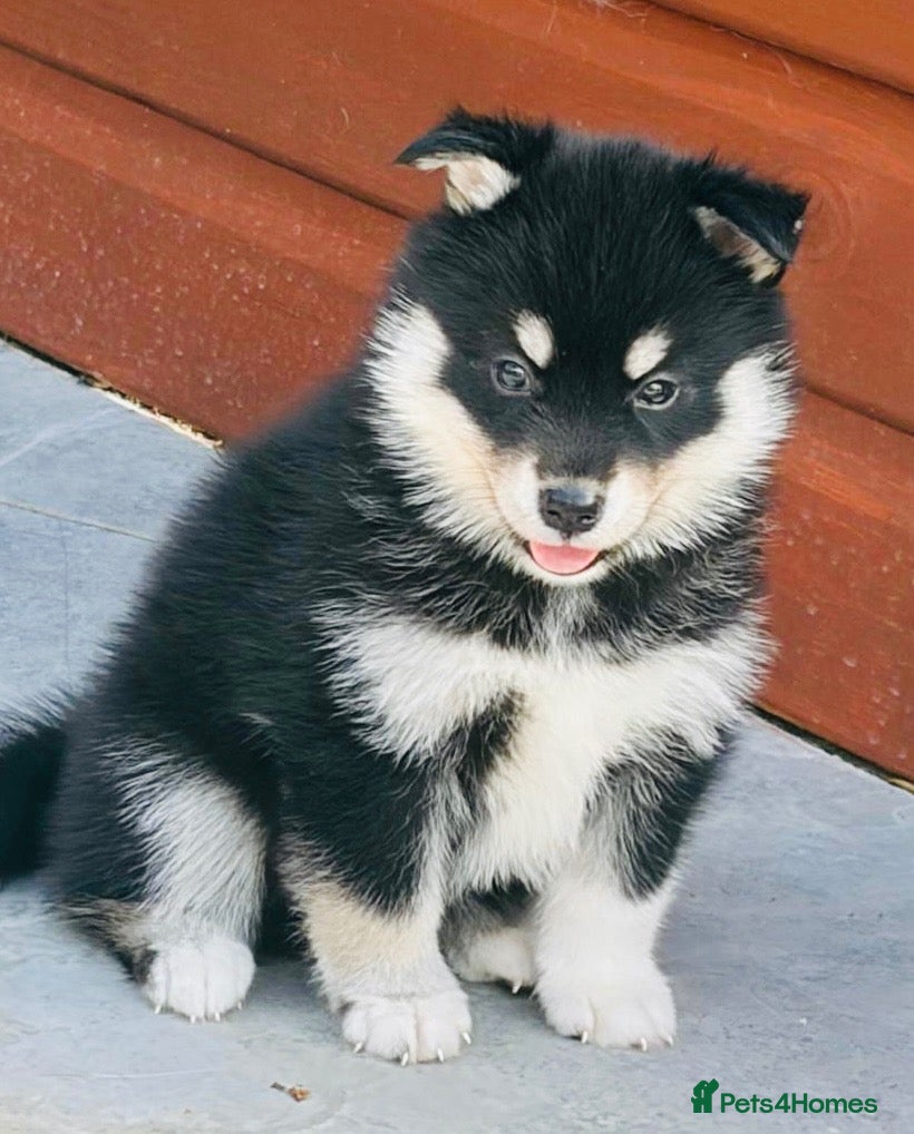 Pomsky dogs Stunning F3 Pomsky Puppies - Advert 1