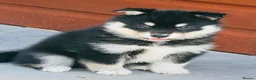 Pomsky dogs for sale: Stunning F3 Pomsky Puppies - Advert 21