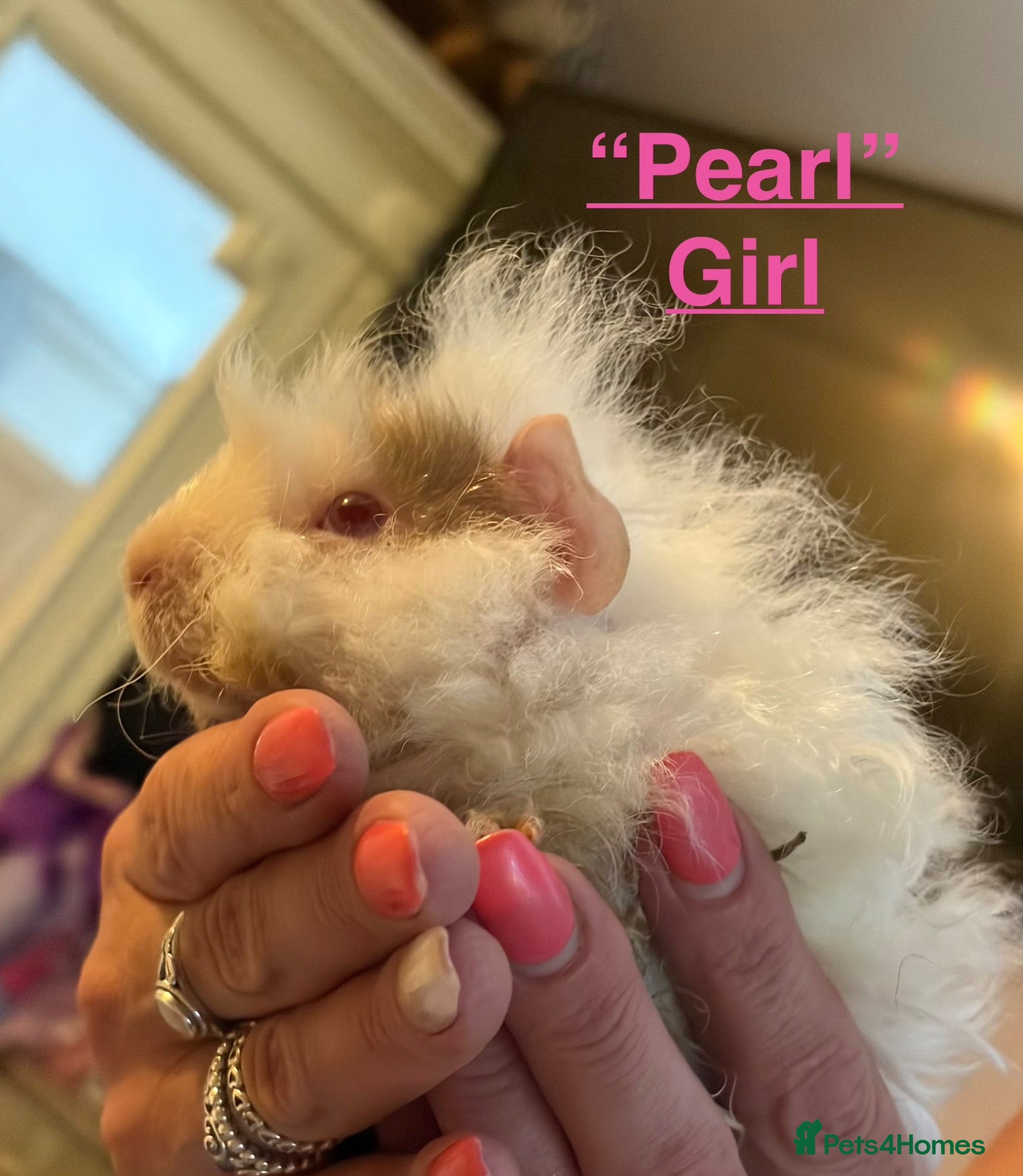 Guinea Pig rodents Gorgeous piggies for sale - Advert 1