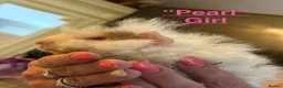 Guinea Pig rodents for sale: Gorgeous piggies for sale - Advert 1
