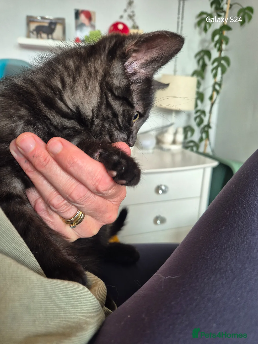 Mixed Breed cats for sale: Black smoke tabby  - Advert 5