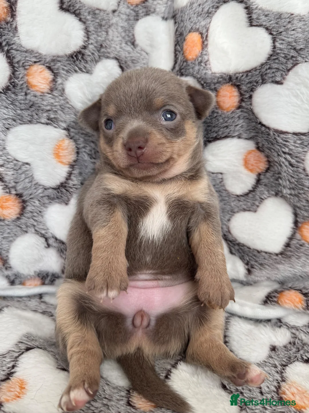 Chihuahua dogs for sale: STUNNING LILAC TRI CHIHUAHUA GIRLS 🎀 - Advert 1