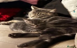 Domestic Shorthair cats for sale: 2 Beautiful Males (selling due2my partners illness - Image 12