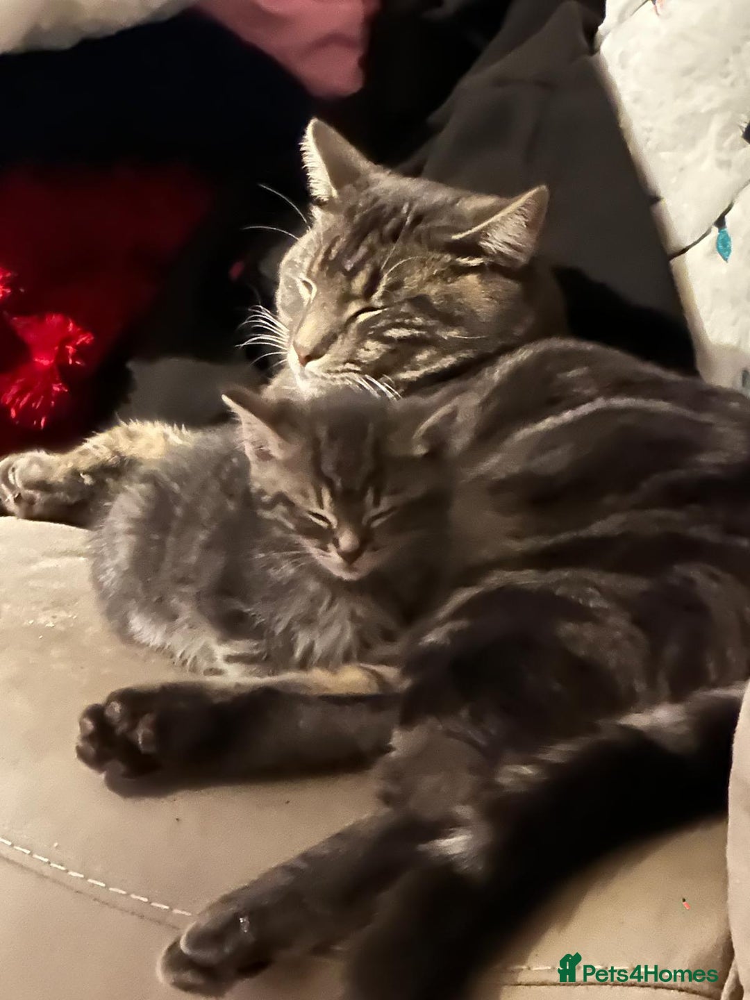 Domestic Shorthair cats for sale: 2 Beautiful Males (selling due2my partners illness - Image 12