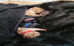 Labrador Retriever dogs for sale: Beautiful pedigree puppies ready 30th Sept - Image 5